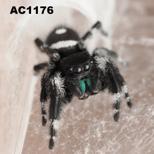 Royal (Phidippus regius) AC1176 - Arthropods Canada