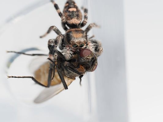 Royal (Phidippus regius) AC1180 - Arthropods Canada