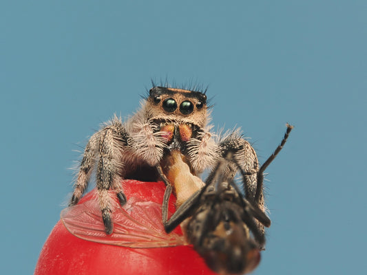 Royal (Phidippus regius) AC1181 - Arthropods Canada