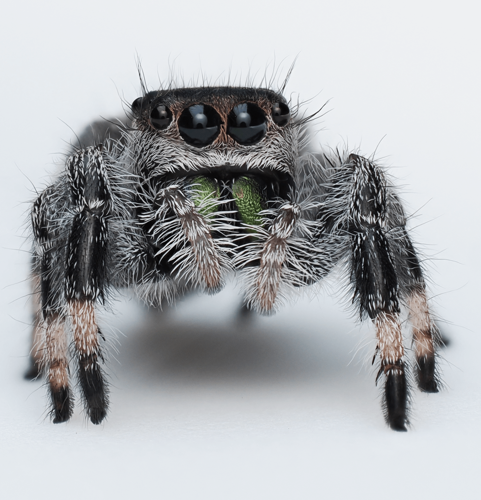 Royal (Phidippus regius) AC1183 - Arthropods Canada