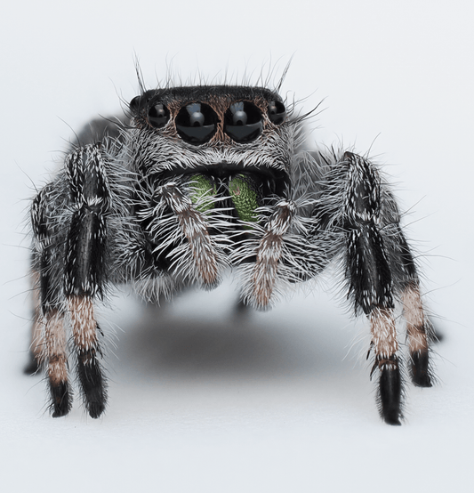 Royal (Phidippus regius) AC1183 - Arthropods Canada