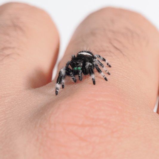 Royal (Phidippus regius) AC1184 - Arthropods Canada