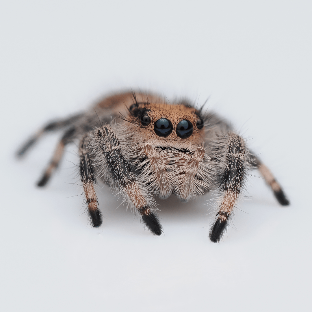 Royal (Phidippus regius) AC1185 - Arthropods Canada