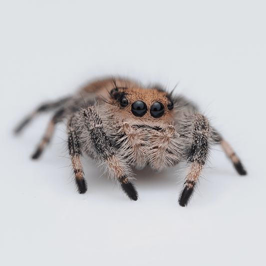 Royal (Phidippus regius) AC1185 - Arthropods Canada