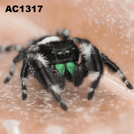 Royal (Phidippus regius) AC1317 - Arthropods Canada