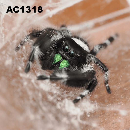 Royal (Phidippus regius) AC1318 - Arthropods Canada