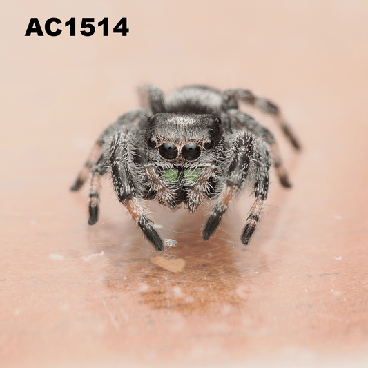 Royal (Phidippus regius) AC1514 - Arthropods Canada
