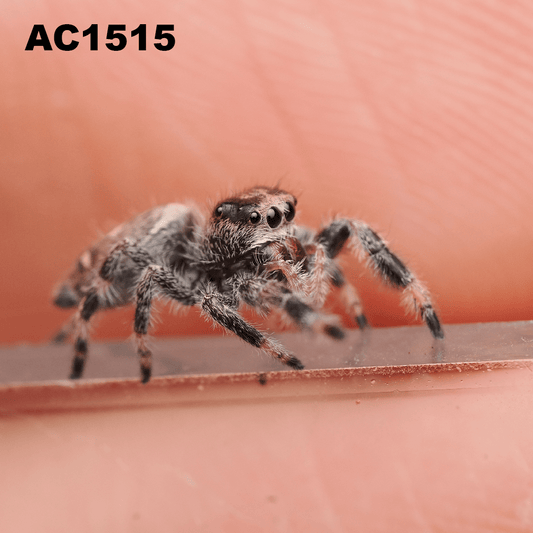 Royal (Phidippus regius) AC1515 - Arthropods Canada