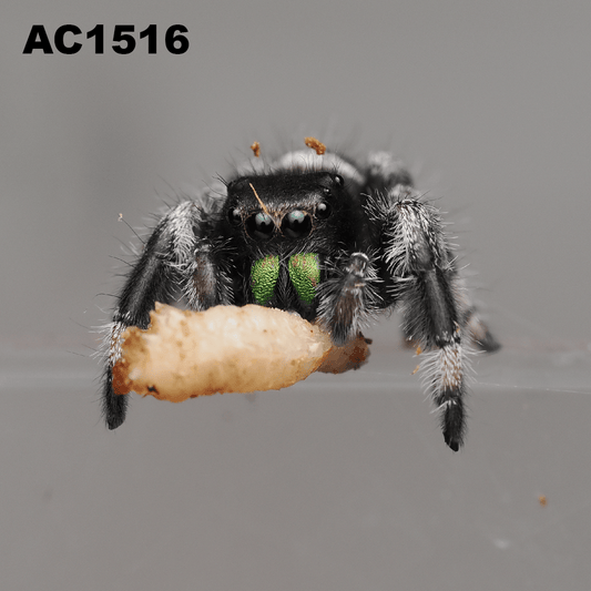 Royal (Phidippus regius) AC1516 - Arthropods Canada