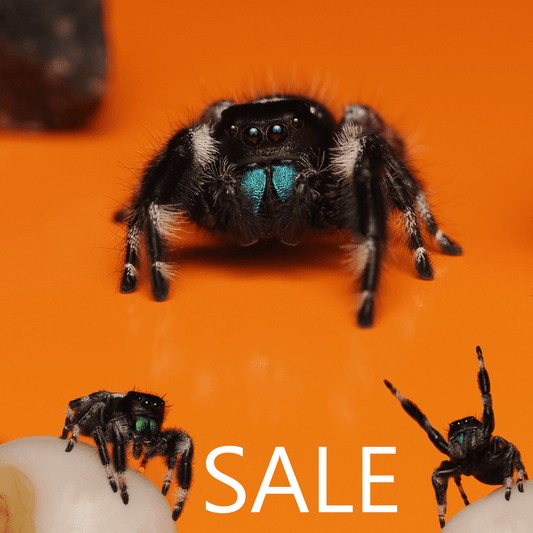 Starter spider "First time keepers" - Arthropods Canada