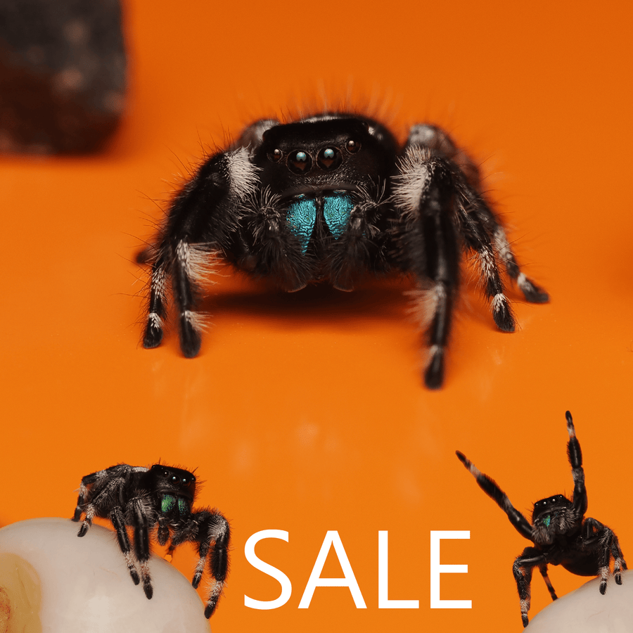 Starter spider "First time keepers" - Arthropods Canada