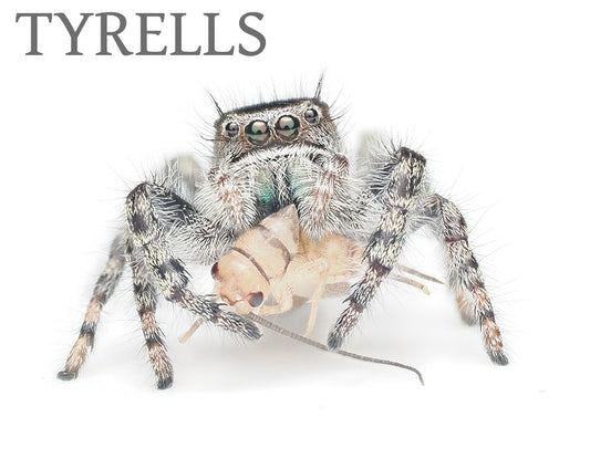 Tyrell's Tufted (Phidippus tyrrelli) - Arthropods Canada