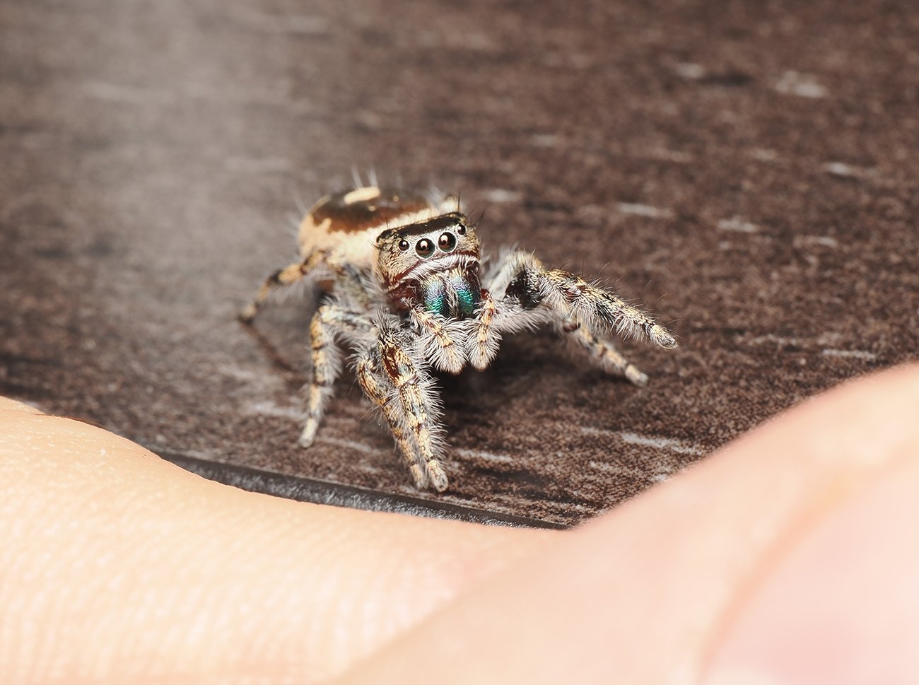 California (Phidippus Californicus) - Arthropods Canada