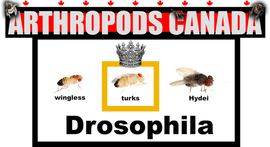 Drosophila melanogaster - Arthropods Canada