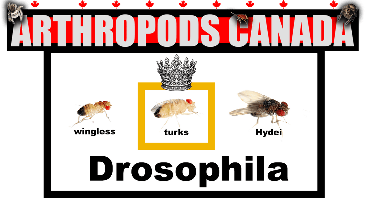 Drosophila melanogaster - Arthropods Canada