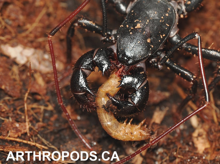 Vinegaroon & Other Arthropods Canada