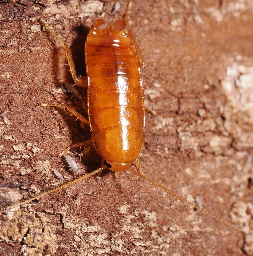 Parcoblatta americana - Arthropods Canada