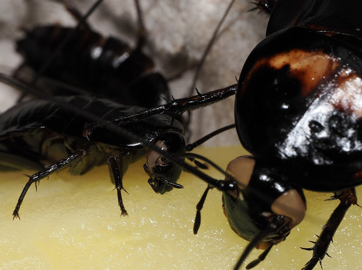 Periplaneta americana – “VENOM” - Arthropods Canada
