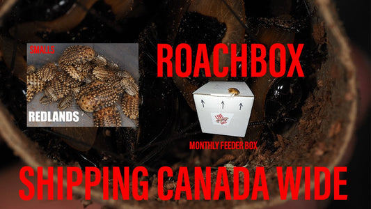 Roachbox - Subscription - Arthropods Canada