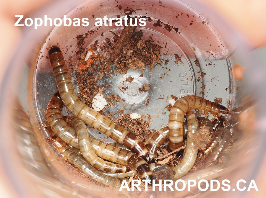 Zophobas atratus (Superworm) - Arthropods Canada